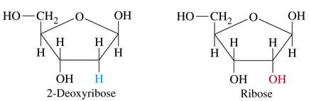 De structuur van D-2-deoxyribose en D-ribose.